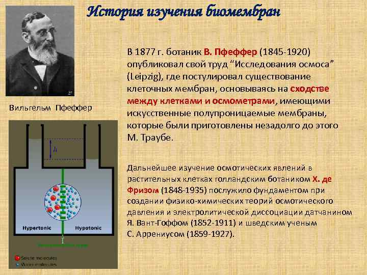 Какой ученый открыл мир простейших