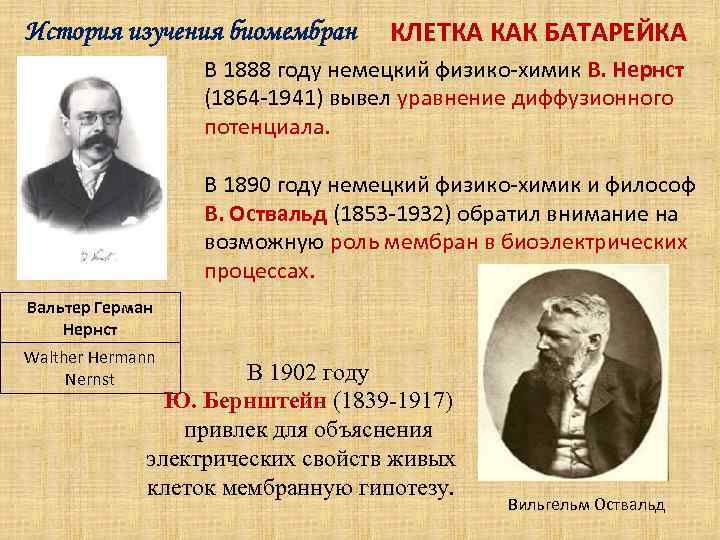 История изучения биомембран  КЛЕТКА КАК БАТАРЕЙКА    В 1888 году немецкий