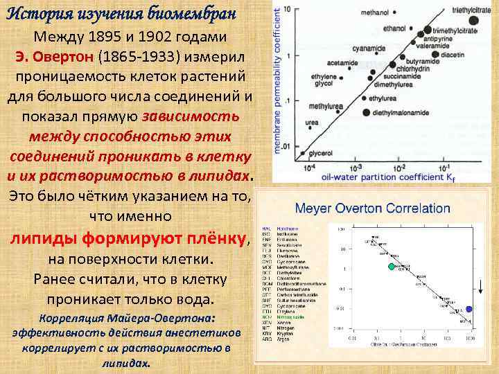 История изучения биомембран Между 1895 и 1902 годами Э. Овертон (1865 -1933) измерил проницаемость