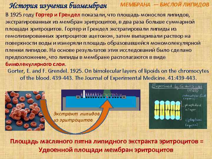  История изучения биомембран    МЕМБРАНА — БИСЛОЙ ЛИПИДОВ В 1925 году