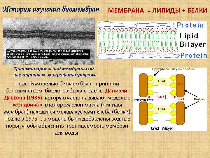 История изучения биомембран  МЕМБРАНА = ЛИПИДЫ + БЕЛКИ  Триламинарный вид мембраны на