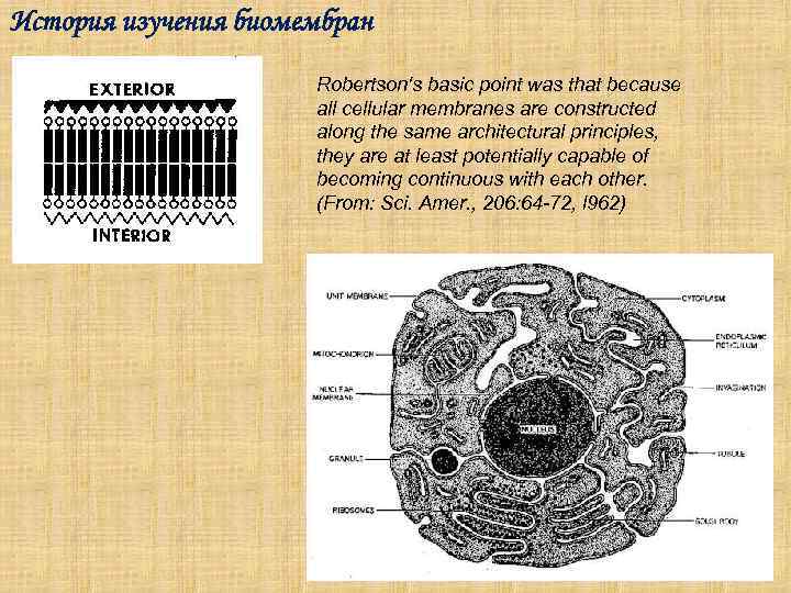 История изучения биомембран    Robertson's basic point was that because  