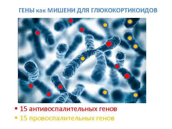  ГЕНЫ как МИШЕНИ ДЛЯ ГЛЮКОКОРТИКОИДОВ   P 38 FL A 2 