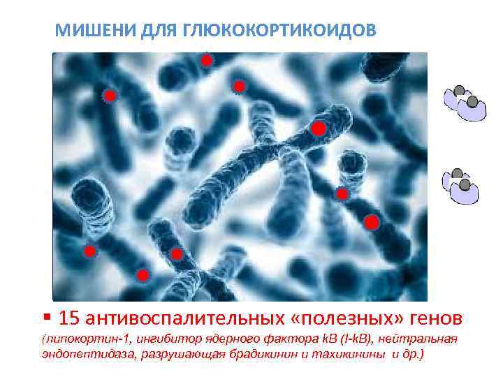  МИШЕНИ ДЛЯ ГЛЮКОКОРТИКОИДОВ   P 38  FL A 2  