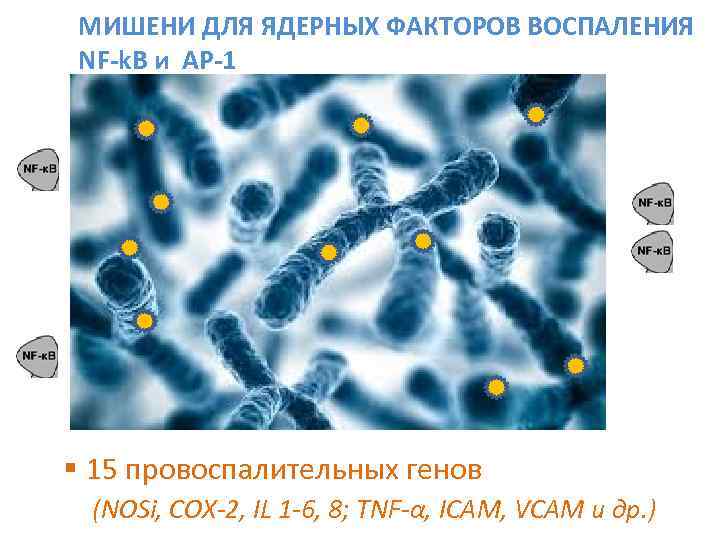 МИШЕНИ ДЛЯ ЯДЕРНЫХ ФАКТОРОВ ВОСПАЛЕНИЯ NF-k. B и AP-1 § 15 провоспалительных генов