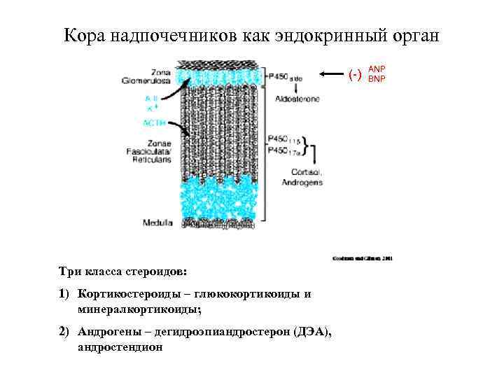 Кора надпочечников как эндокринный орган     ANP    (-)