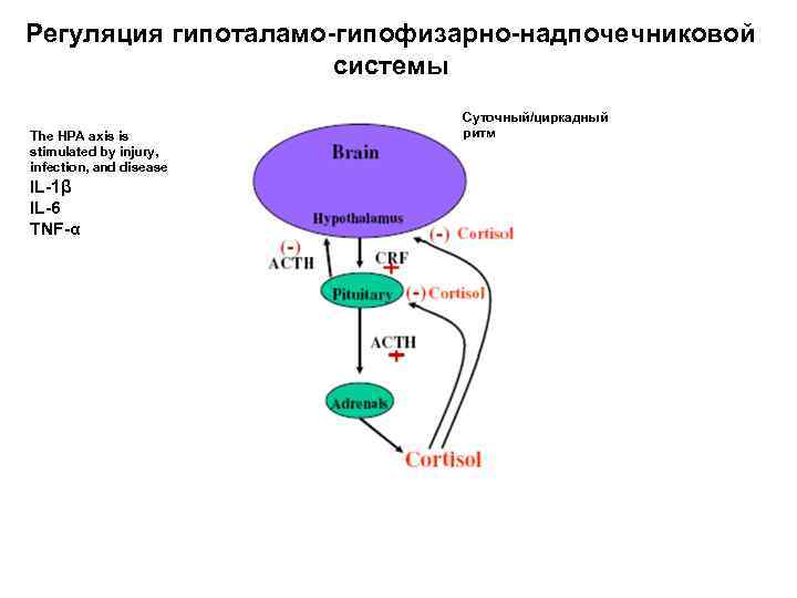 Регуляция гипоталамо-гипофизарно-надпочечниковой     системы     Суточный/циркадный The HPA