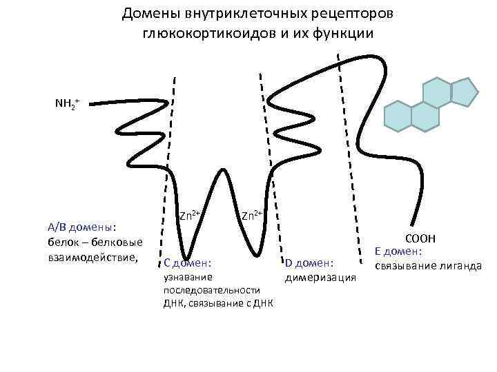  Домены внутриклеточных рецепторов    глюкокортикоидов и их функции NH 2+