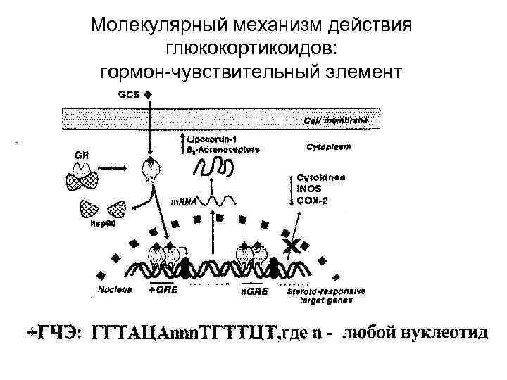 Молекулярный механизм действия  глюкокортикоидов:  гормон-чувствительный элемент 