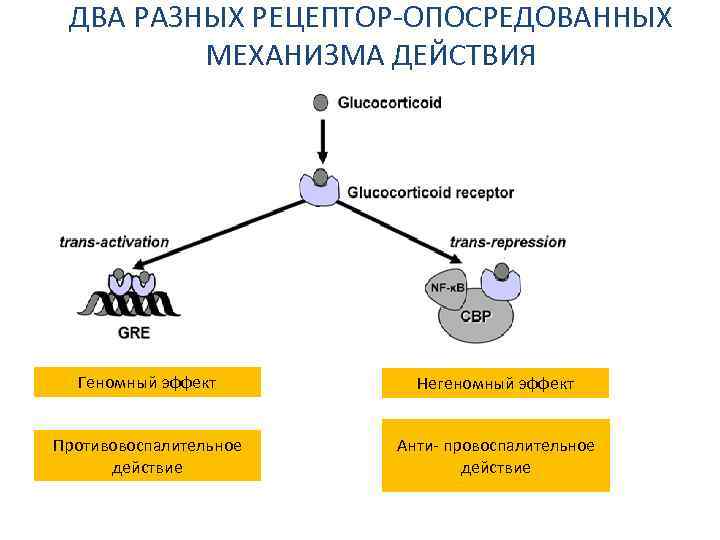  ДВА РАЗНЫХ РЕЦЕПТОР-ОПОСРЕДОВАННЫХ   МЕХАНИЗМА ДЕЙСТВИЯ  Геномный эффект   Негеномный