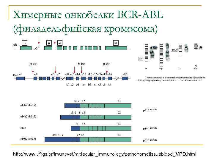 Химерные онкобелки BCR-ABL (филадельфийская хромосома) http: //www. ufrgs. br/imunovet/molecular_immunology/pathohomotissueblood_MPD. html 