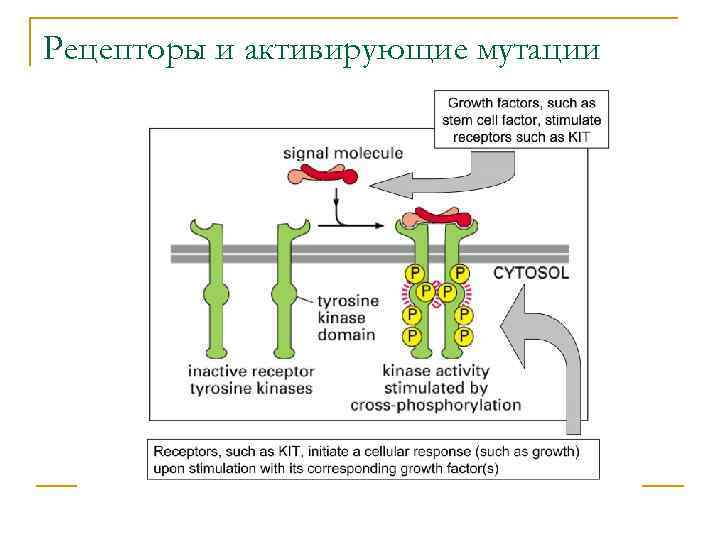 Рецепторы и активирующие мутации 