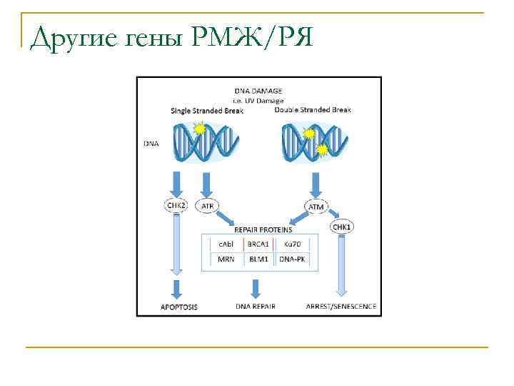 Другие гены РМЖ/РЯ 