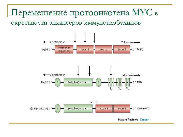 Перемещение протоонкогена MYC в окрестности энхансеров иммуноглобулинов 
