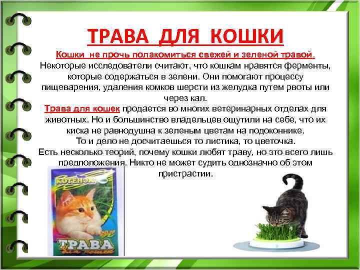ТРАВА ДЛЯ КОШКИ Кошки не прочь полакомиться свежей и зеленой травой. ТРАВА ДЛЯ КОШКИ Кошки не прочь полакомиться свежей и зеленой травой.