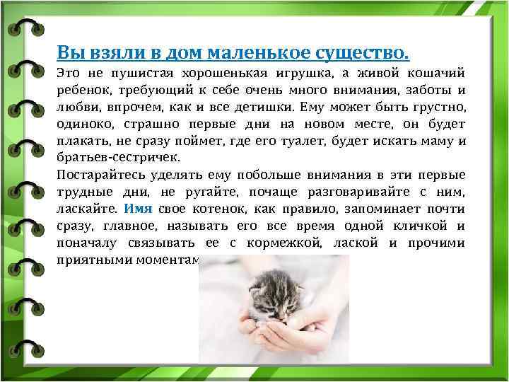 Вы взяли в дом маленькое существо. Это не пушистая хорошенькая игрушка, а живой кошачий Вы взяли в дом маленькое существо. Это не пушистая хорошенькая игрушка, а живой кошачий