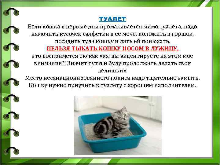 ТУАЛЕТ Если кошка в первые дни промахивается мимо туалета, ТУАЛЕТ Если кошка в первые дни промахивается мимо туалета,