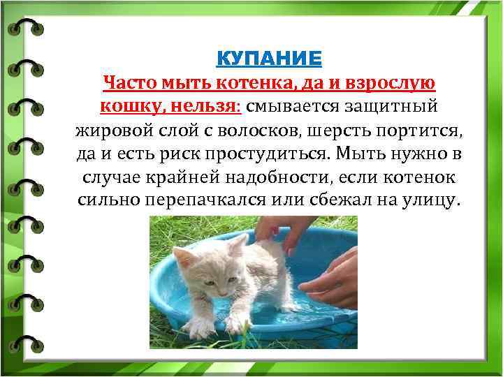 КУПАНИЕ Часто мыть котенка, да и взрослую кошку, КУПАНИЕ Часто мыть котенка, да и взрослую кошку,