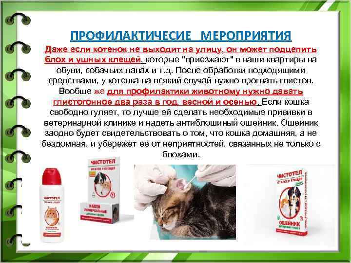 ПРОФИЛАКТИЧЕСИЕ МЕРОПРИЯТИЯ Даже если котенок не выходит на улицу, он может подцепить ПРОФИЛАКТИЧЕСИЕ МЕРОПРИЯТИЯ Даже если котенок не выходит на улицу, он может подцепить