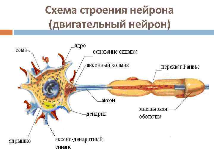 Строение нейрона таблица