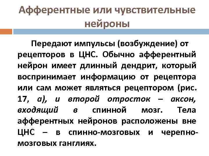 Афферентные или чувствительные  нейроны  Передают импульсы (возбуждение) от рецепторов в ЦНС. Обычно