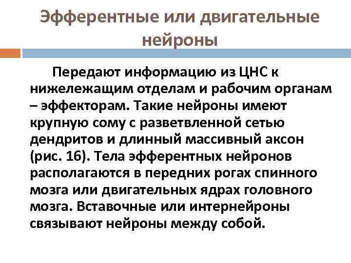  Эфферентные или двигательные  нейроны  Передают информацию из ЦНС к нижележащим отделам