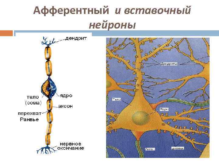 Афферентный и вставочный   нейроны 