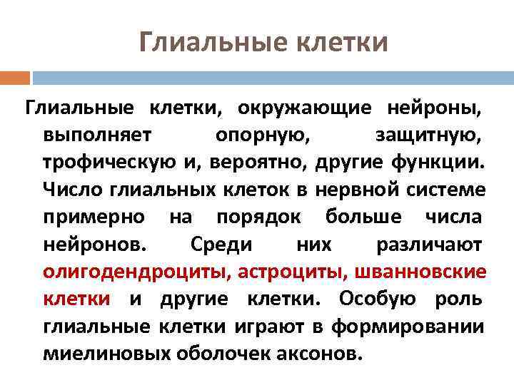    Глиальные клетки, окружающие нейроны,  выполняет  опорную,  защитную, 