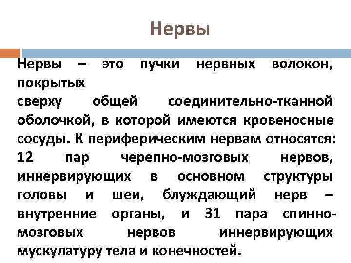    Нервы – это пучки нервных волокон, покрытых сверху общей соединительно-тканной оболочкой,