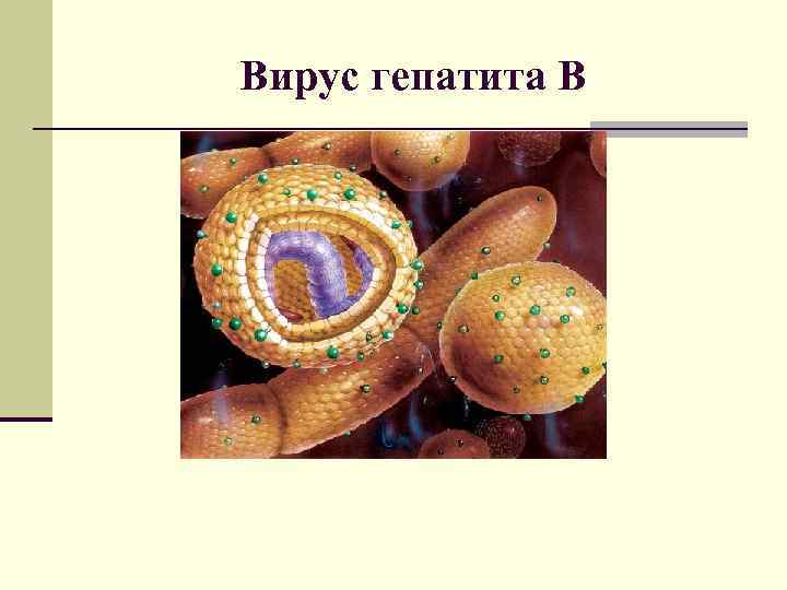 Вирус гепатита В 