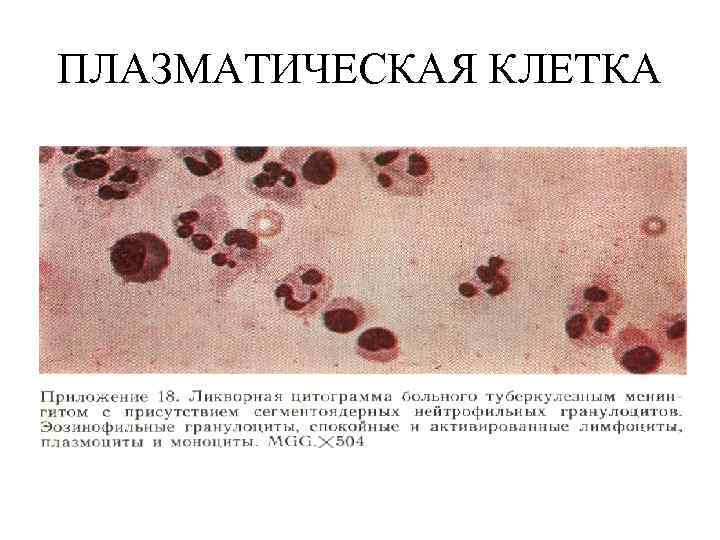 ПЛАЗМАТИЧЕСКАЯ КЛЕТКА 