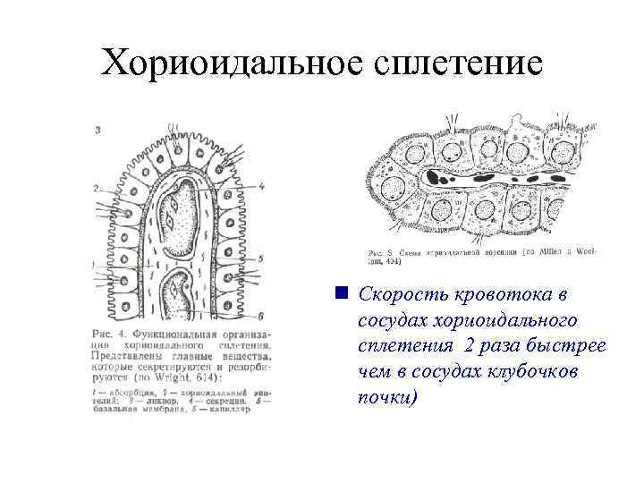 Хориоидальное сплетение   n Скорость кровотока в    сосудах хориоидального 