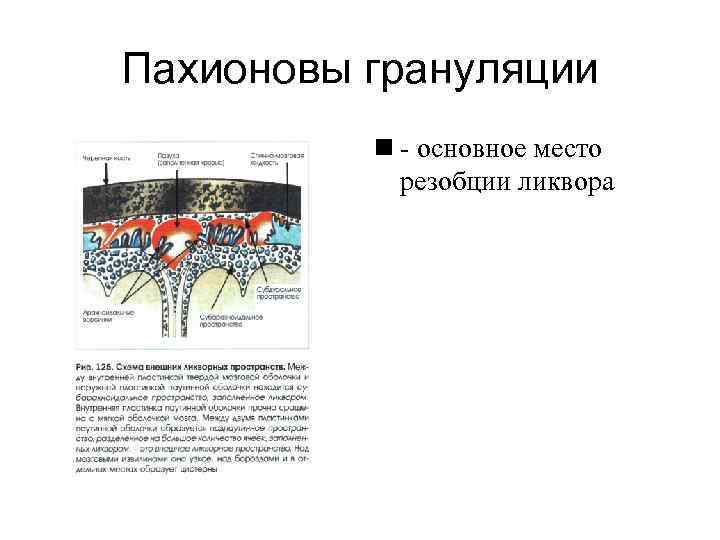 Пахионовы грануляции  n - основное место   резобции ликвора 