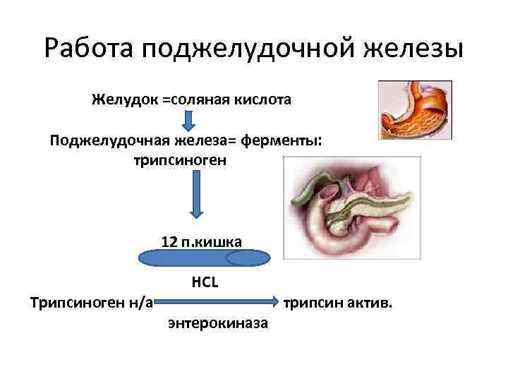   Работа поджелудочной железы   Желудок =соляная кислота    Поджелудочная