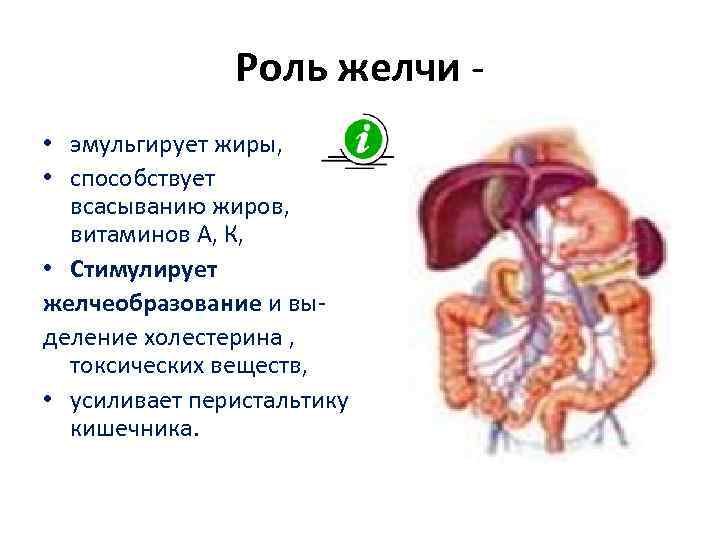    Роль желчи - • эмульгирует жиры,  • способствует 