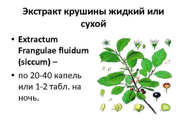  Экстракт крушины жидкий или    сухой  • Extractum  Frangulae