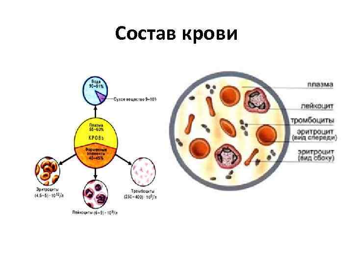 Состав крови 