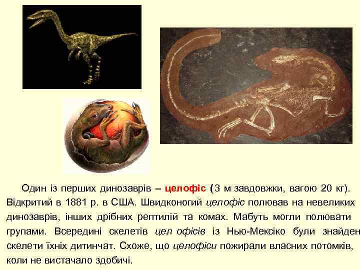  Один із перших динозаврів – целофіс ( 3 м завдовжки,  вагою 20