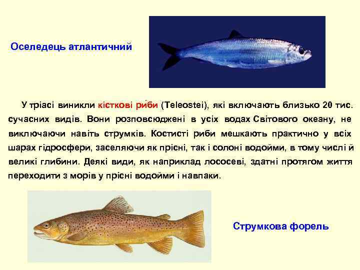 Оселедець атлантичний   У тріасі виникли кісткові ри би (Teleostei), які включають близько