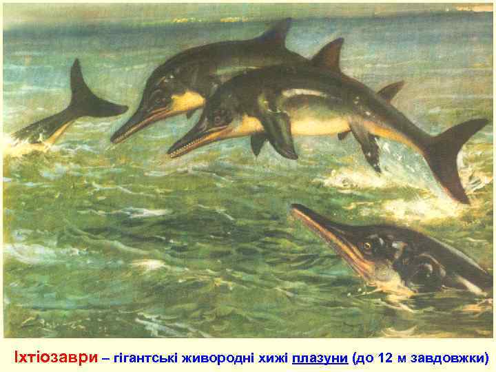  Іхтіозаври – гігантські живородні хижі плазуни (до 12 м завдовжки) 