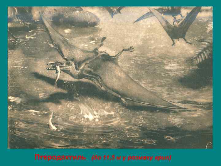 Птеродактиль  (до 11, 5 м у розмаху крил) 