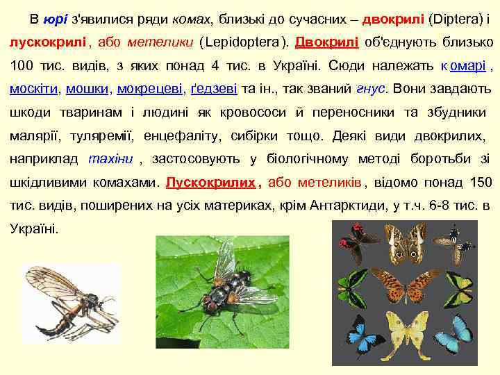   В юрі з'явилися ряди комах, близькі до сучасних – двокрилі (Diptera) і