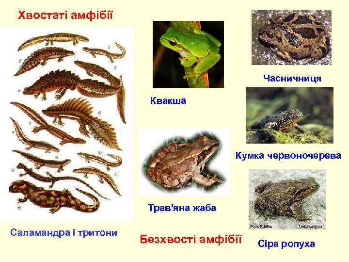  Хвостаті амфібії     Часничниця     Квакша 