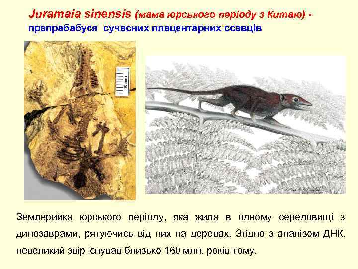  Juramaia sinensis (мама юрського періоду з Китаю) -  прапрабабуся сучасних плацентарних ссавців