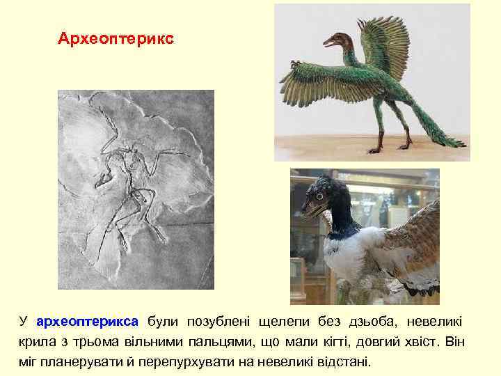    Археоптерикс У археоптерикса були позублені щелепи без дзьоба,  невеликі 