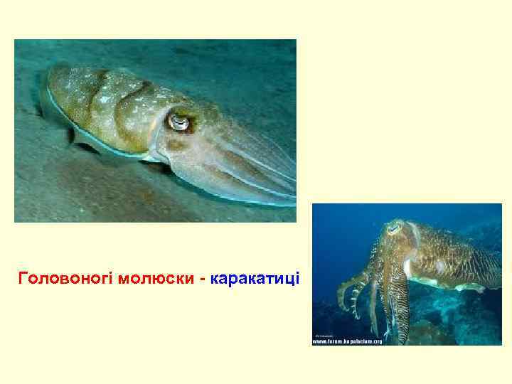 Головоногі молюски - каракатиці 