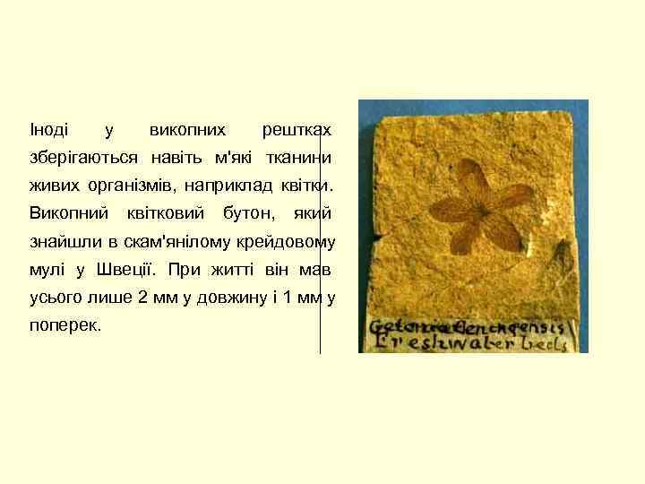 Іноді у  викопних рештках зберігаються навіть м'які тканини     живих