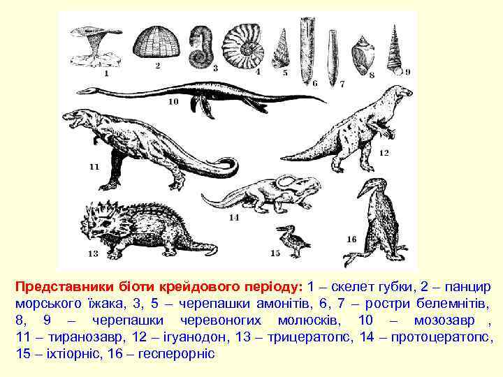 Представники біоти крейдового періоду:  1 – скелет губки, 2 – панцир морського їжака,