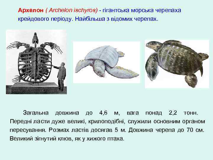   Архелон ( Archelon ischyros) - гігантська морська черепаха крейдового періоду. Найбільша з