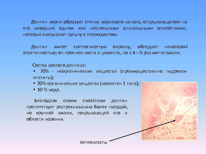   Дентин корня образует стенку корневого канала, открывающегося на его верхушке одним или